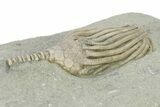 Fossil Crinoid (Dizygocrinus) - Crawfordsville, Indiana #325649-1